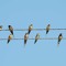 8birds