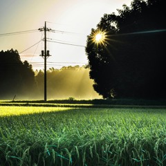 Lanterns in the Cornfield