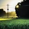 Lanterns in the Cornfield