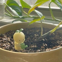 ひまわり🌻