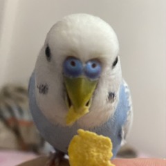 elfln