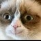 kittencat
