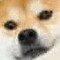 Masterdoge