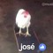 Joshuito