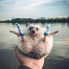 BananaRamses