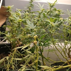 420 -_- 420