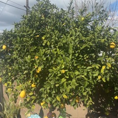 hood trophy (Bob Gnarly)