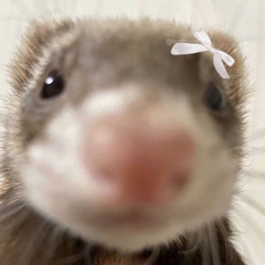Nat