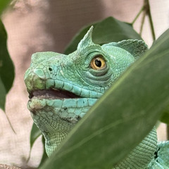 Leviatan
