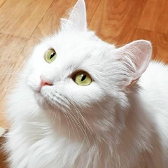 하얀고양이