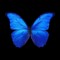 WALEED