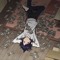 lone_linka