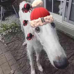 ButterDog