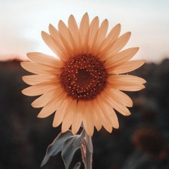 SM