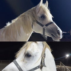 ‏𝐀𝐇𝐌𝐀𝐃 | 🇸🇦