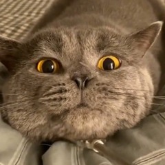 ✨Catsupremacy✨
