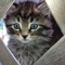eye_patch