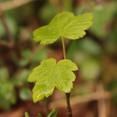 Sycomore