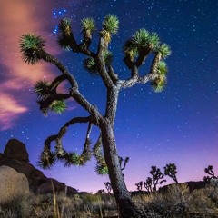 joshua tree
