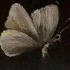 Danish Tareen