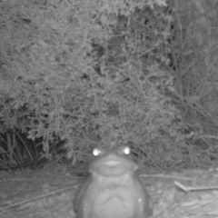 Night Toad