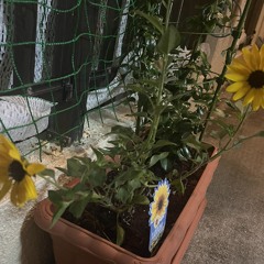 あさや from OKINAWA