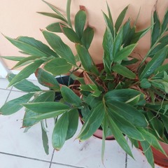 Blaze Inconito