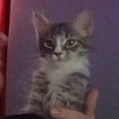 da kitten crew