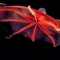 Vampire_Squid!(>_< )