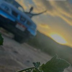 بشار الترباني