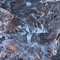 lycopsid_