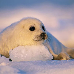 seal