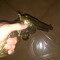 tucano
