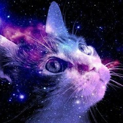 Gato