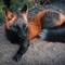 zFoxglade