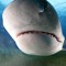 [ - Real Shark Moments - ]