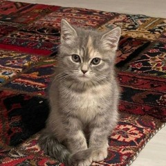 𝒎𝒂𝒍𝒂𝒌 𝒃𝒂𝒌𝒓𝒊 .