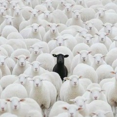 The Black Sheep$