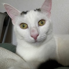 Zohoney