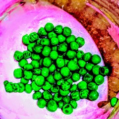 dickpea