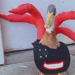 Z3rZoor