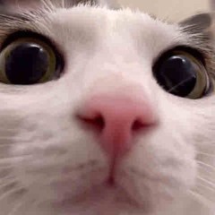 Beans