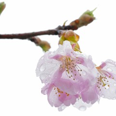 sapphire_ウィっち