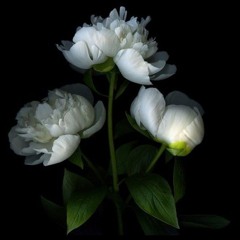 White Peony