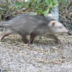 fullautopossum