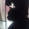 SHINSEI