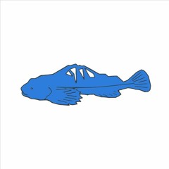 Blue Sculpin