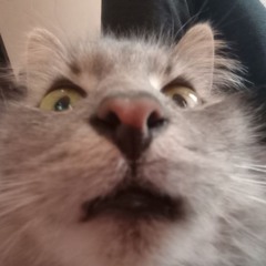 mörder