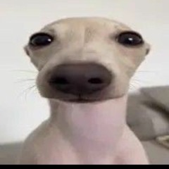 User 184147520