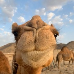 KGHT - DJ Camel